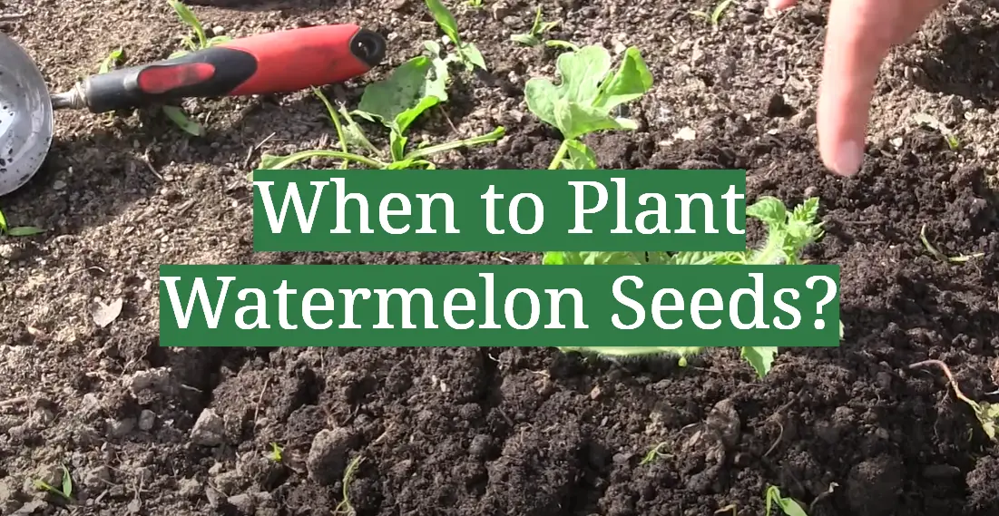 When to Plant Watermelon Seeds?