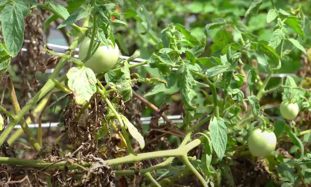 How to Grow a Non-Determinate Tomato?