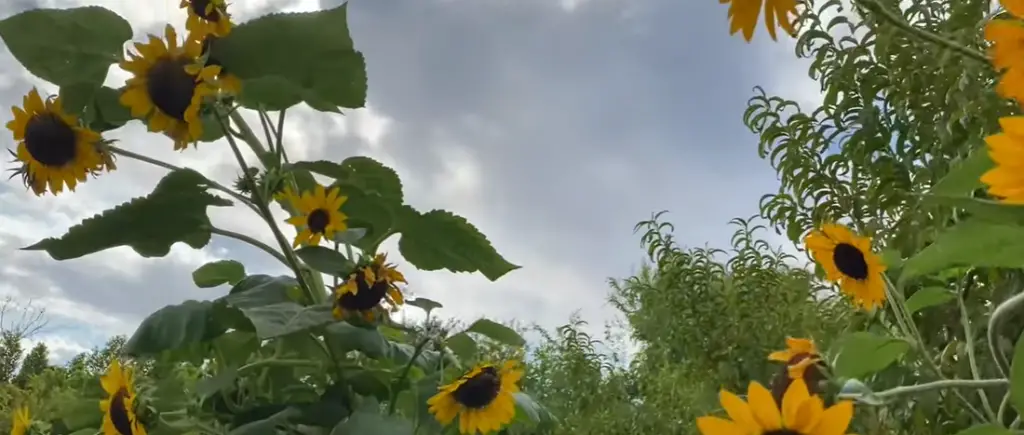Why are Sunflowers Popular Plants?