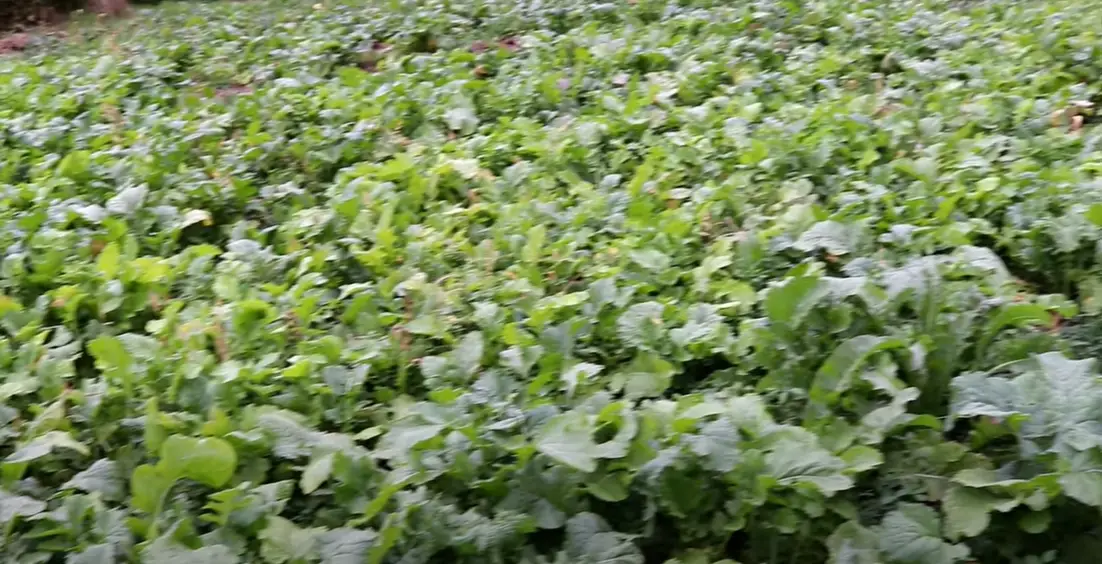 When to Plant Turnips for Deer? GardenProfy