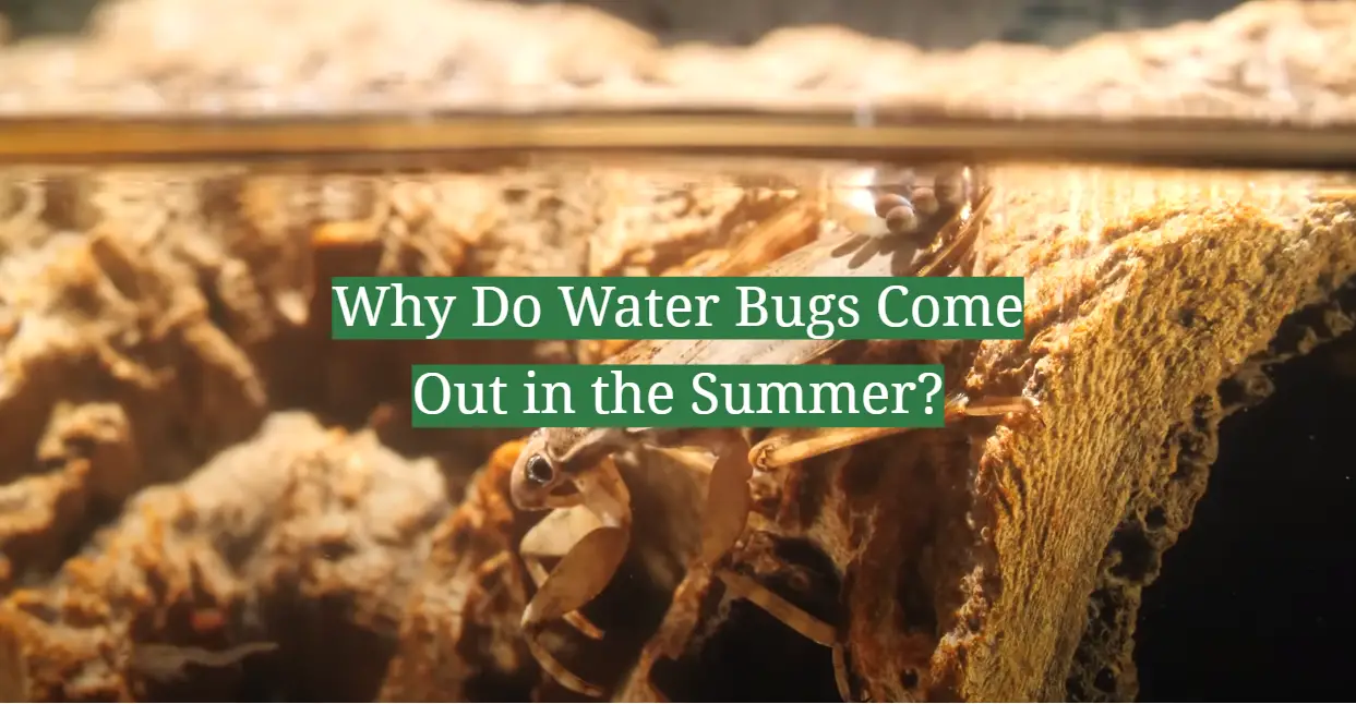 Why Do Water Bugs Come Out in the Summer?