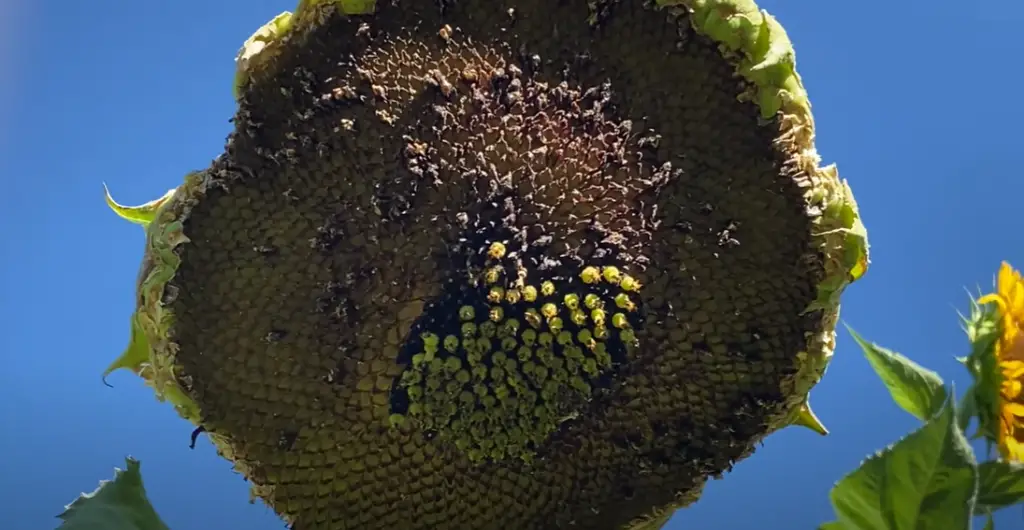 Why Fertilize Sunflowers?