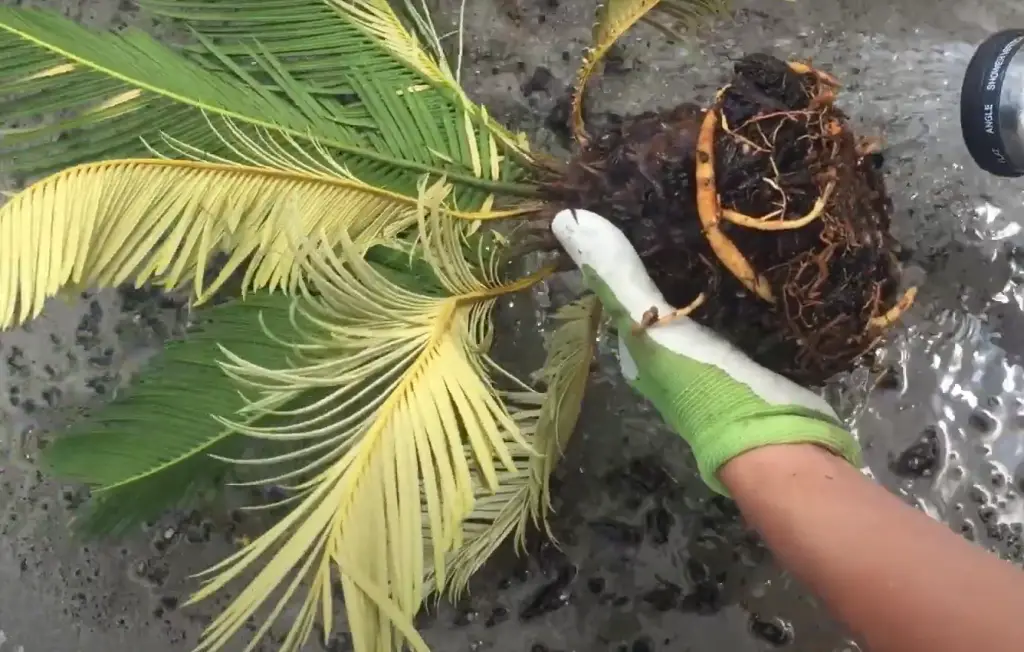 What is Sago Palm?