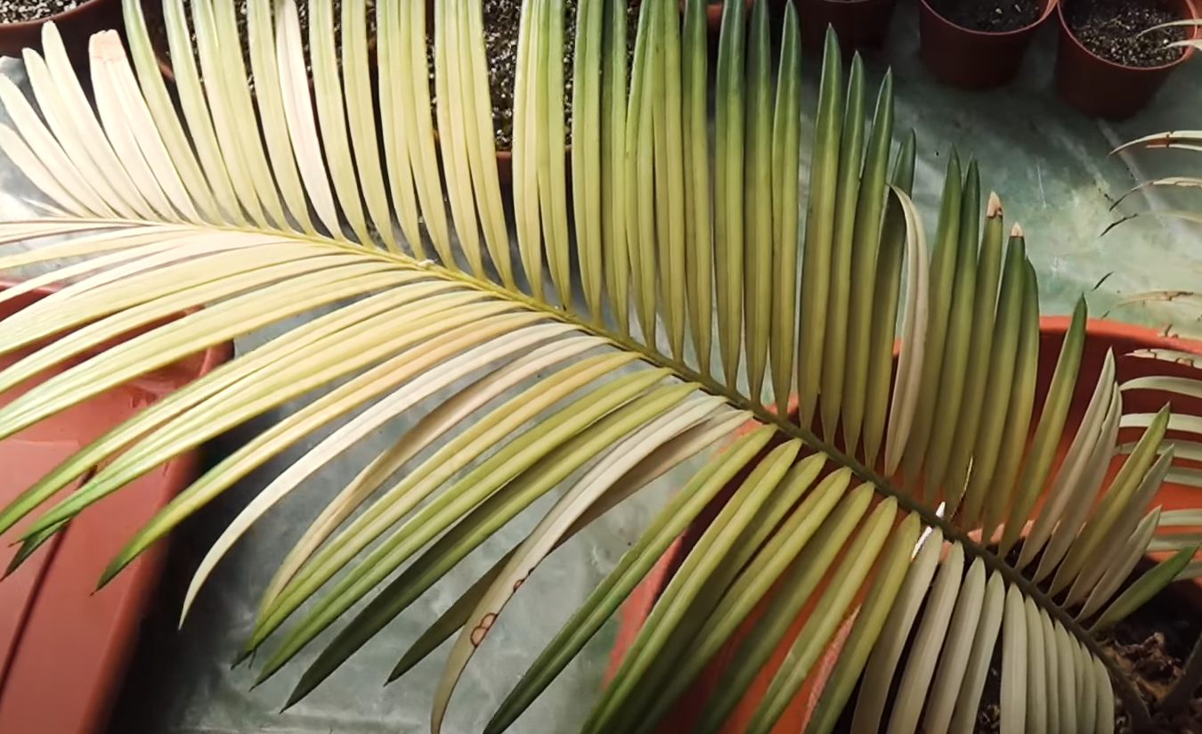 Why Is My Sago Palm Turning Yellow? GardenProfy