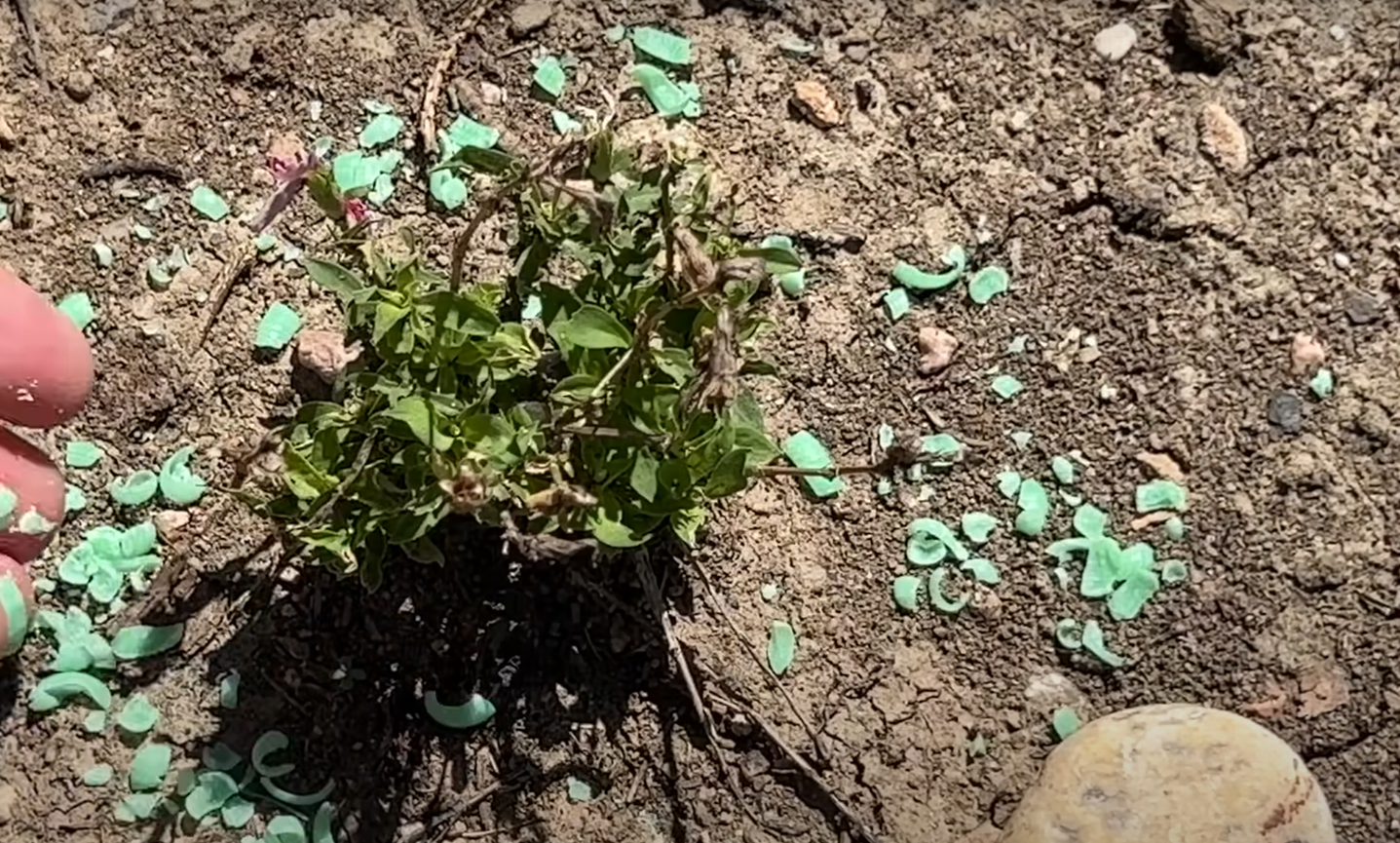 Will Irish Spring Soap Kill Plants? GardenProfy