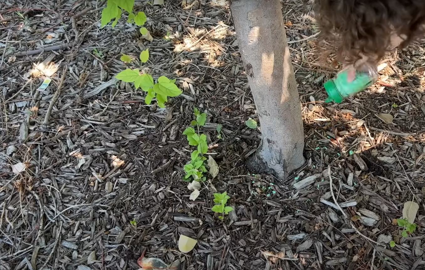 Will Irish Spring Soap Kill Plants? GardenProfy