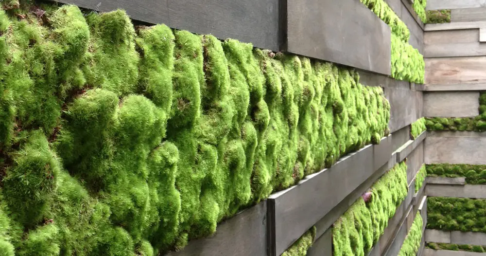 Outdoor moss wall garden