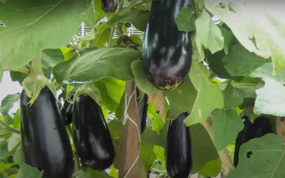 Do Eggplants Come Back Every Year?