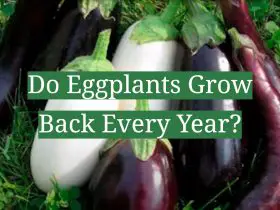Do Eggplants Grow Back Every Year?