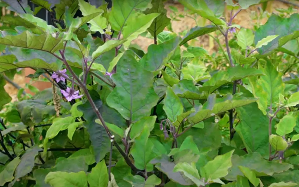 Can Eggplant Plants Get Too Old?