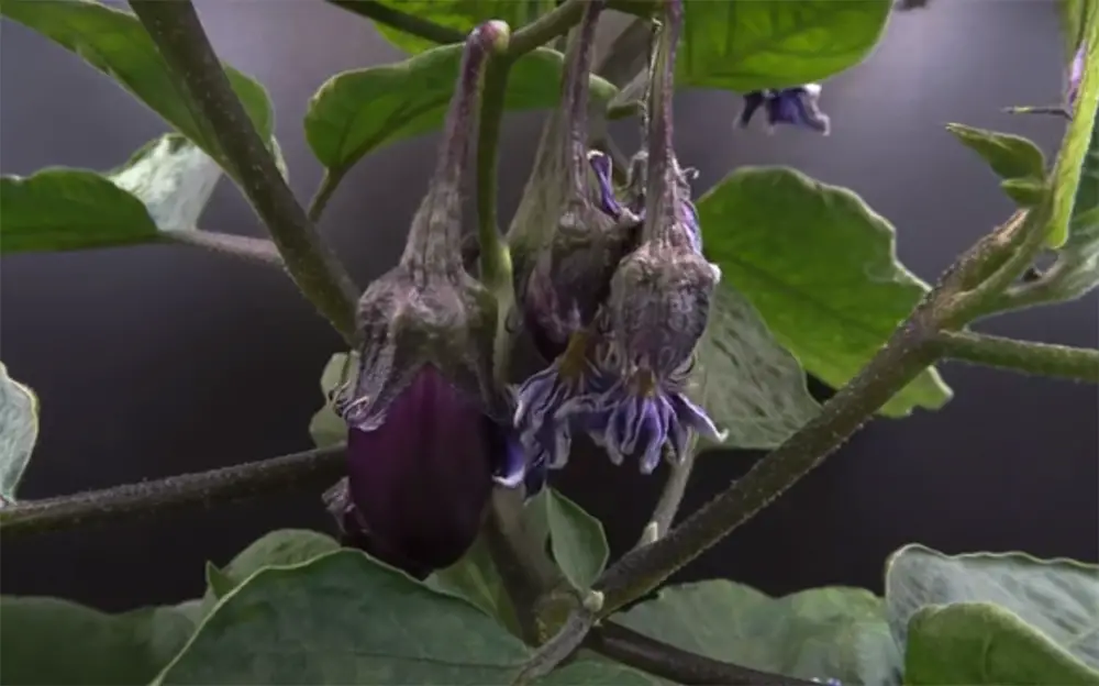 What is the Lifespan of an Eggplant Plant?
