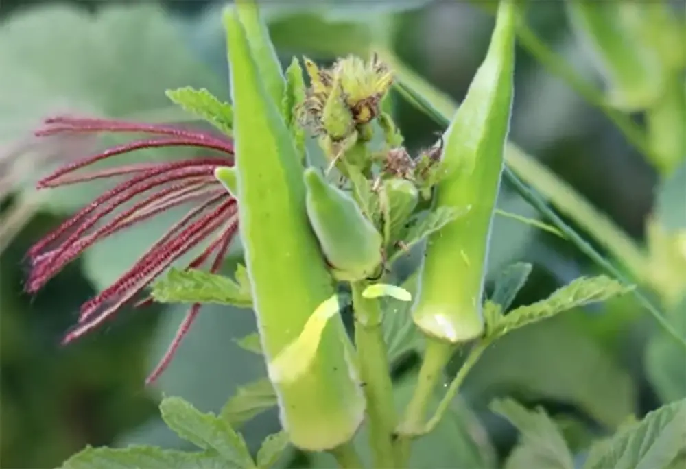 What is okra and why it matters