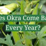 Does Okra Come Back Every Year?