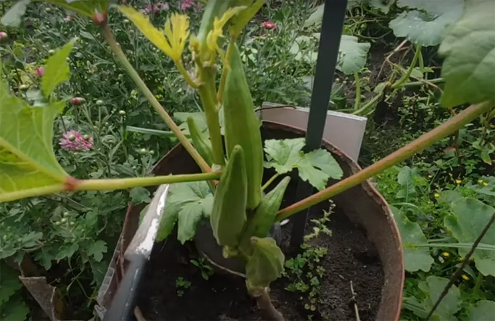 How cold can okra tolerate?