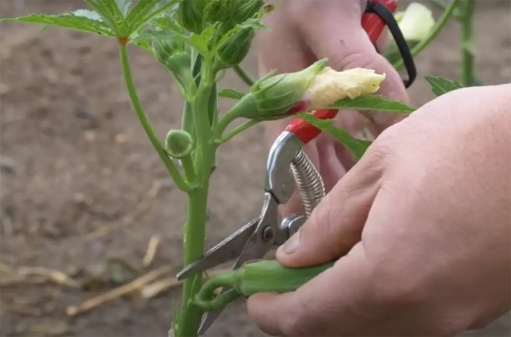 Should okra be pruned?