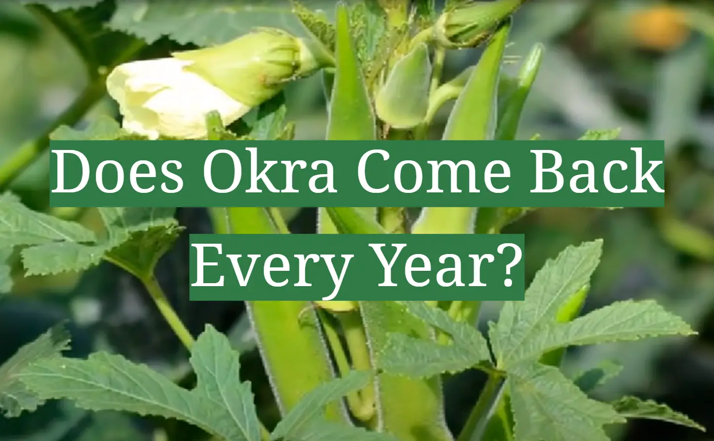 Does Okra Come Back Every Year?