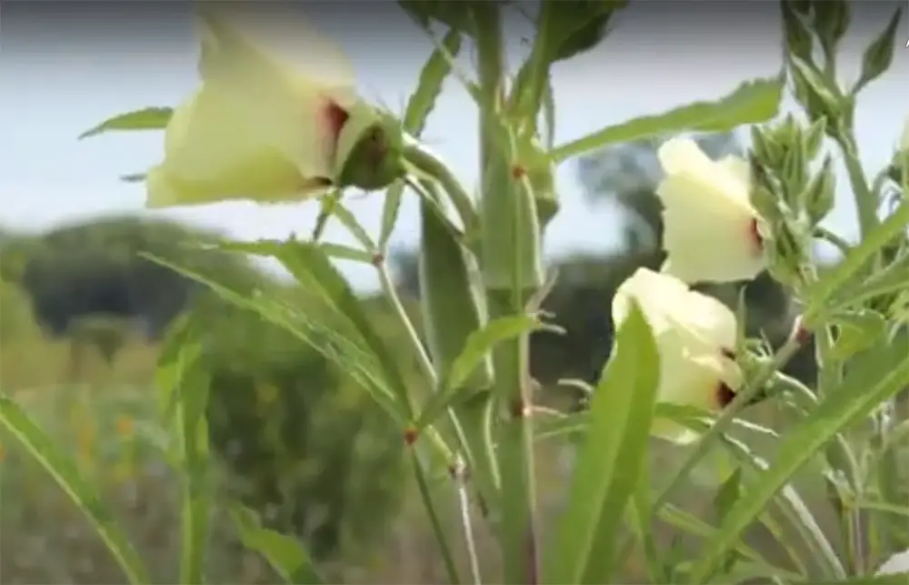 What is okra?