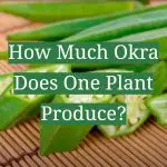 How Much Okra Does One Plant Produce?