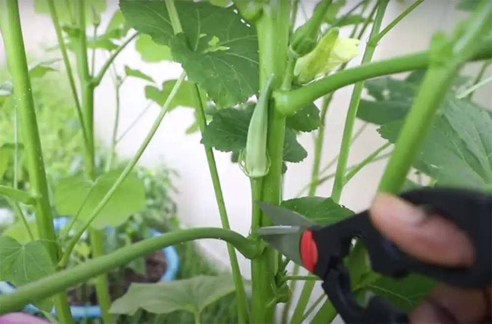 How to maximize your okra harvest